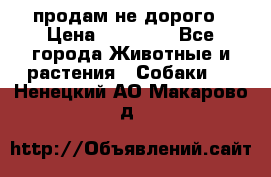 продам не дорого › Цена ­ 10 000 - Все города Животные и растения » Собаки   . Ненецкий АО,Макарово д.